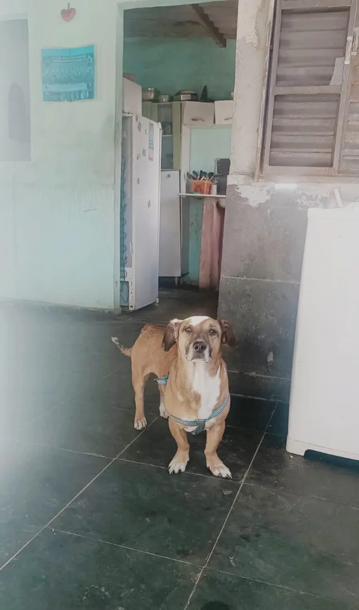 Cachorro raça SRD-ViraLata idade 6 ou mais anos nome Boeing 