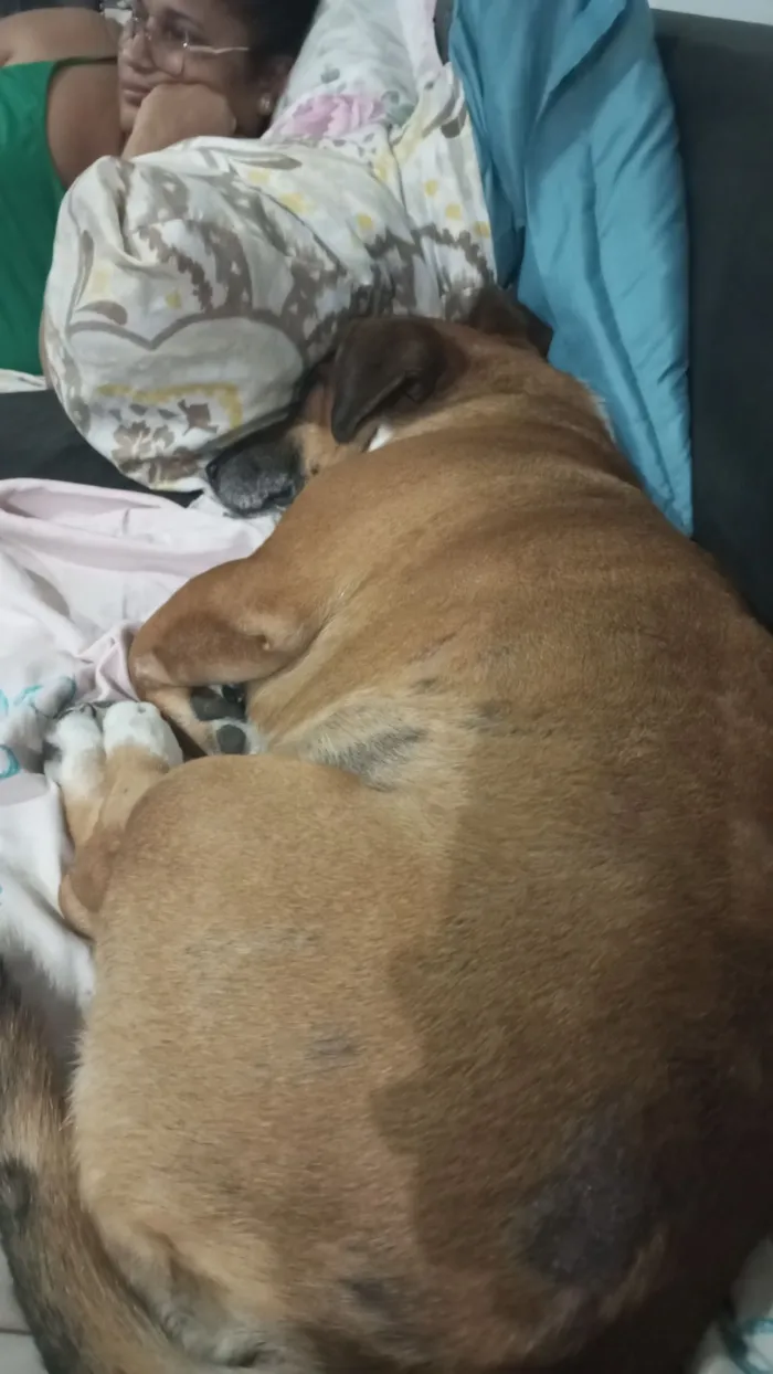 Cachorro raça SRD-ViraLata idade 6 ou mais anos nome Boeing 