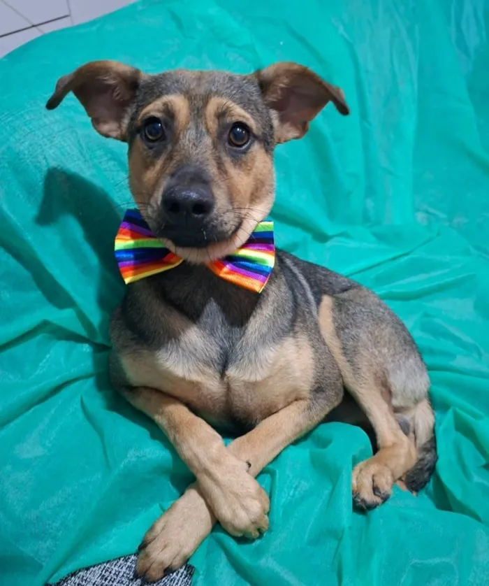 Cachorro raça SRD-ViraLata idade 7 a 11 meses nome Bento