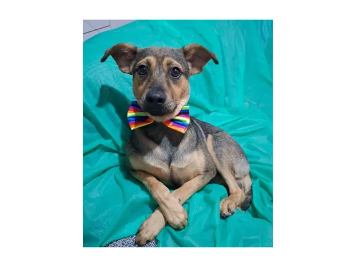 Cachorro raça SRD-ViraLata idade 7 a 11 meses nome Bento