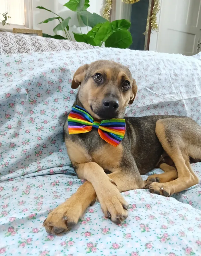 Cachorro raça SRD-ViraLata idade 7 a 11 meses nome Bento