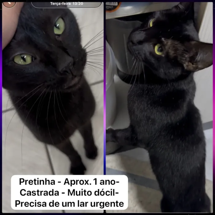 Gato raça SRD-ViraLata idade 1 ano nome Pantera