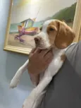 Cachorro raça beagle idade 2 a 6 meses nome Marlon 