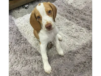 Cachorro raça beagle idade 2 a 6 meses nome Marlon 