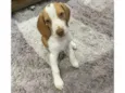 Cachorro raça beagle idade 2 a 6 meses nome Marlon 