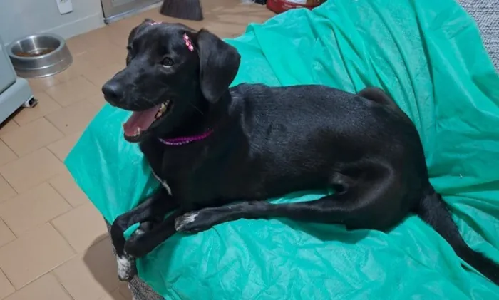 Cachorro raça SRD-ViraLata idade 7 a 11 meses nome Brisa