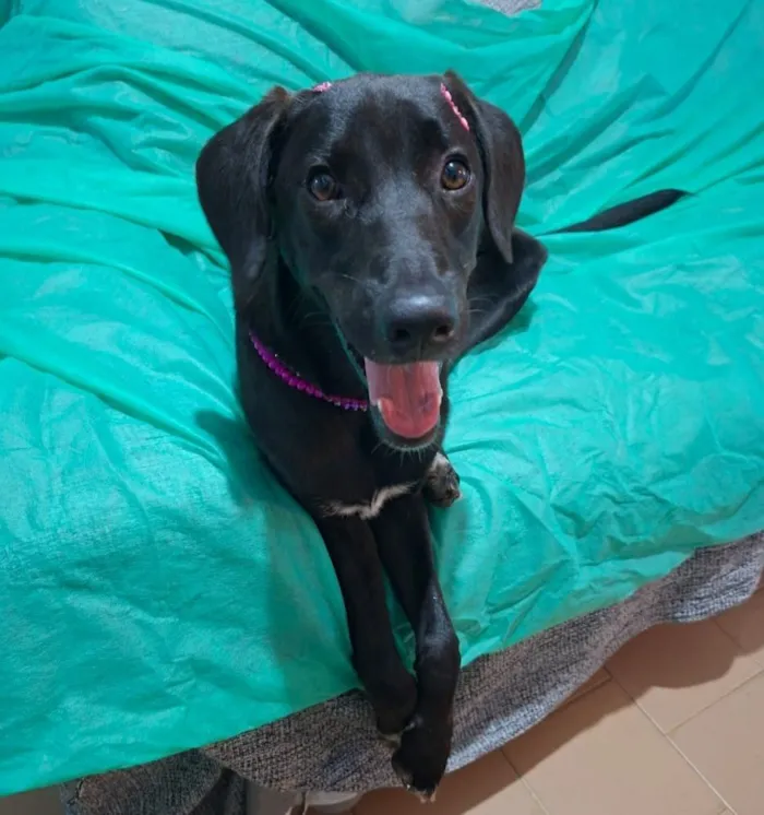 Cachorro raça SRD-ViraLata idade 7 a 11 meses nome Brisa