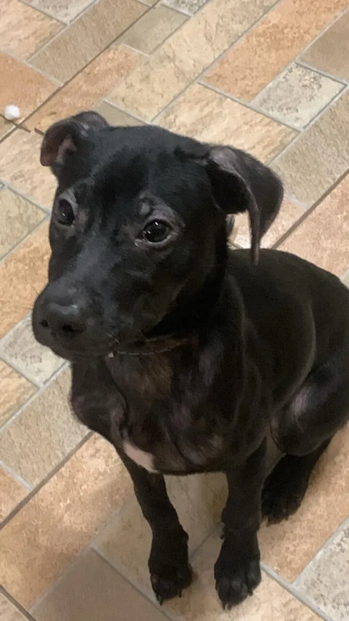 Cachorro raça SRD-ViraLata idade 2 a 6 meses nome Memphis