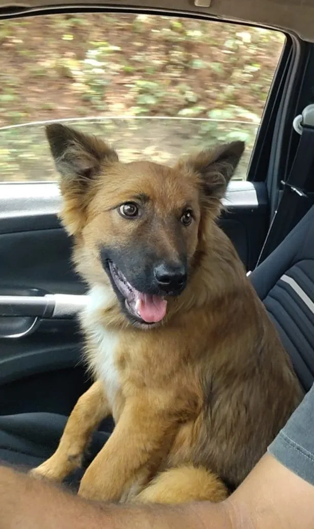 Cachorro raça Indefinida  idade 7 a 11 meses nome Paçoca 