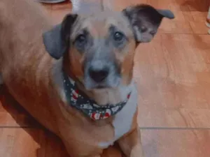 Cachorro raça SRD-ViraLata idade 6 ou mais anos nome Boeing 