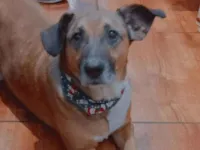 Cachorro raça SRD-ViraLata idade 6 ou mais anos nome Boeing 