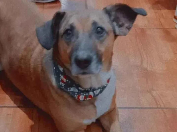 Cachorro raça SRD-ViraLata idade 6 ou mais anos nome Boeing 