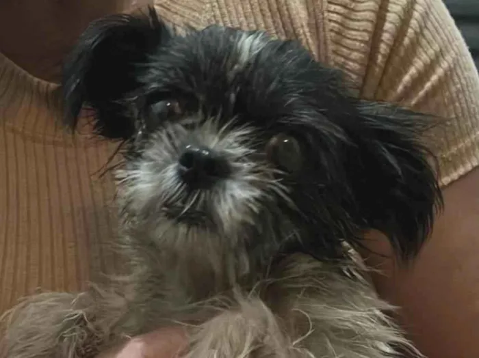 Cachorro raça Shitzu idade 7 a 11 meses nome RAQUEL CRISTINA MEDEIROS BENTO