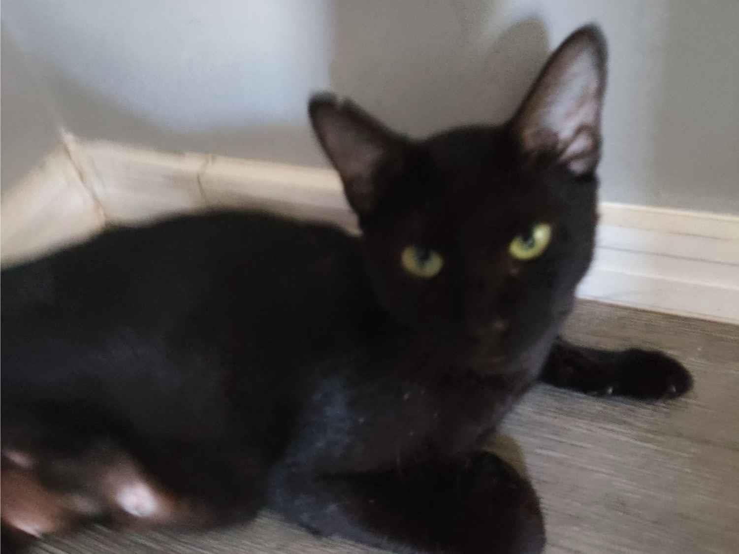 Gato raça SRD-ViraLata idade 1 ano nome Pantera