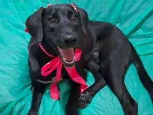 Cachorro raça SRD-ViraLata idade 7 a 11 meses nome Brisa