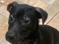 Cachorro raça SRD-ViraLata idade 2 a 6 meses nome Memphis