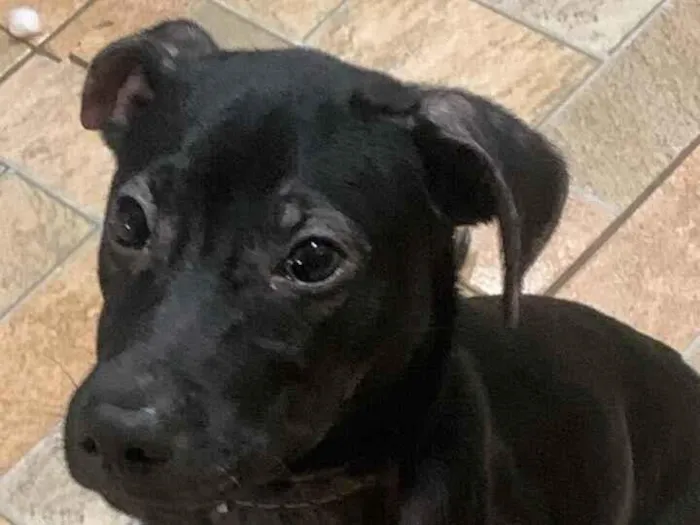 Cachorro raça SRD-ViraLata idade 2 a 6 meses nome Memphis