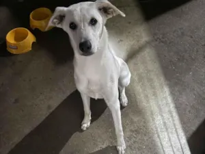 Cachorro raça SRD-ViraLata idade 1 ano nome Pérola 