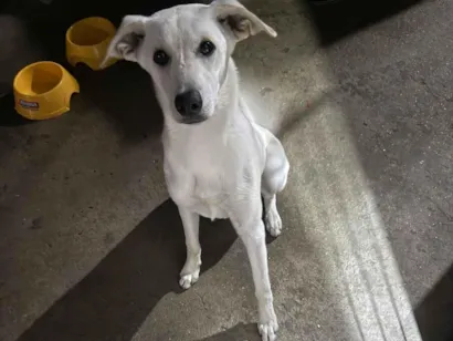 Cachorro raça SRD-ViraLata idade 1 ano nome Pérola 