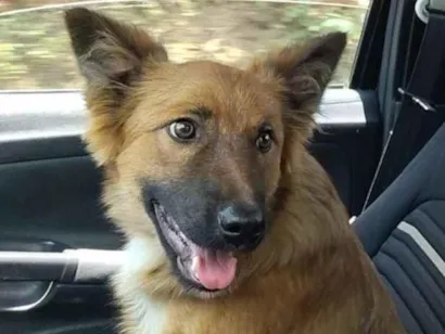 Cachorro raça Indefinida  idade 7 a 11 meses nome Paçoca 