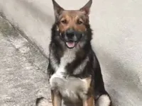 Cachorro raça SRD-ViraLata idade 3 anos nome Bruce 