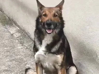 Cachorro raça SRD-ViraLata idade 3 anos nome Bruce 