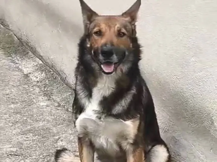 Cachorro raça SRD-ViraLata idade 3 anos nome Bruce 