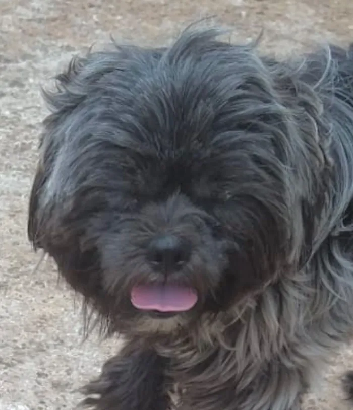 Cachorro raça Shitzu idade 7 a 11 meses nome Billy 