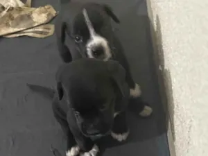 Cachorro raça SRD-ViraLata idade Abaixo de 2 meses nome Doa-se filhotes (machos)