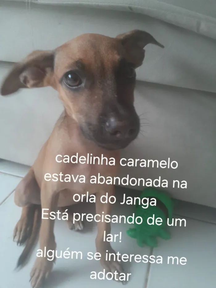 Cachorro raça SRD-ViraLata idade Abaixo de 2 meses nome Lily