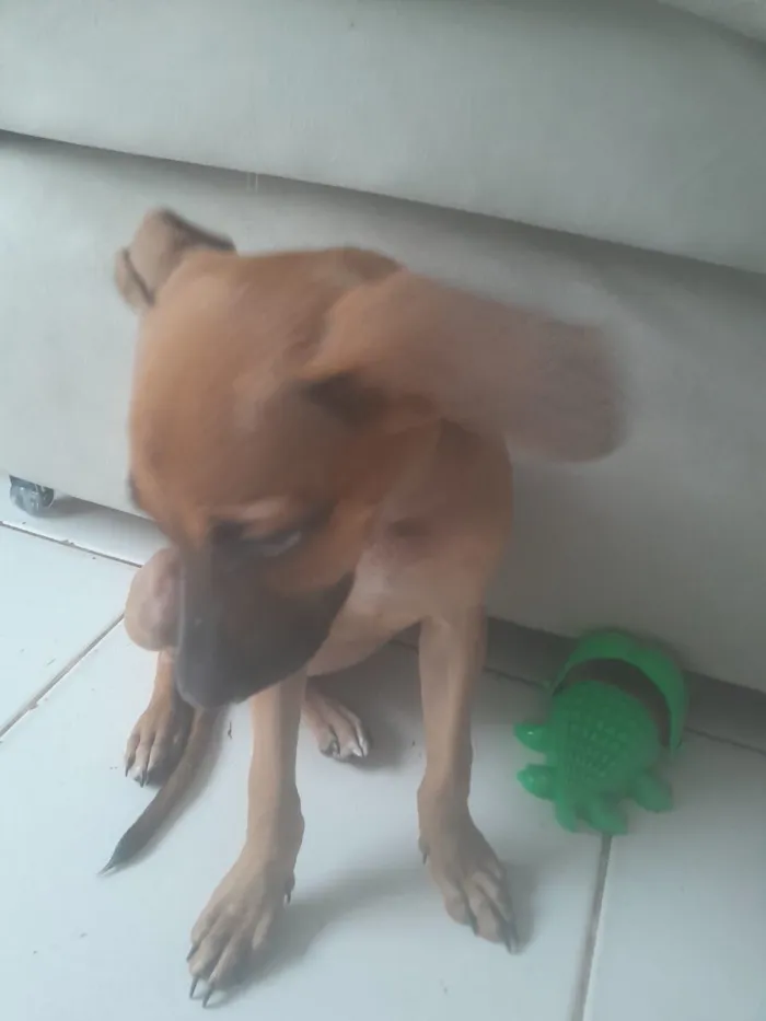 Cachorro raça SRD-ViraLata idade Abaixo de 2 meses nome Lily