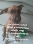 Cachorro raça SRD-ViraLata idade Abaixo de 2 meses nome Lily