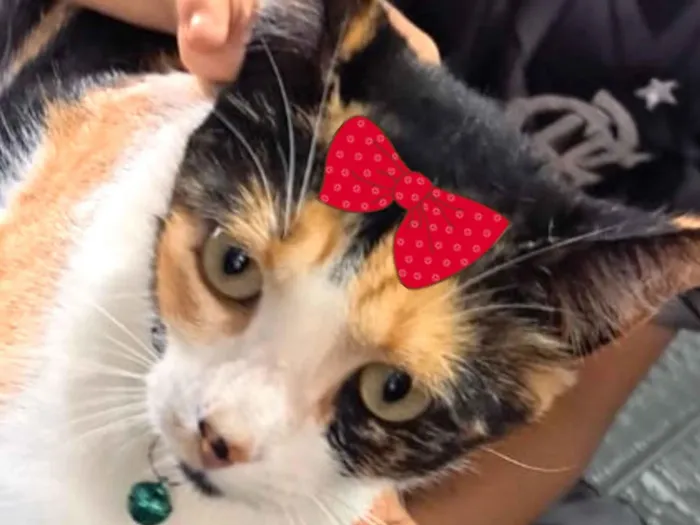 Gato raça SRD-ViraLata idade 7 a 11 meses nome Sininho 