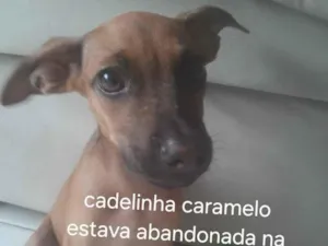 Cachorro raça SRD-ViraLata idade Abaixo de 2 meses nome Lily