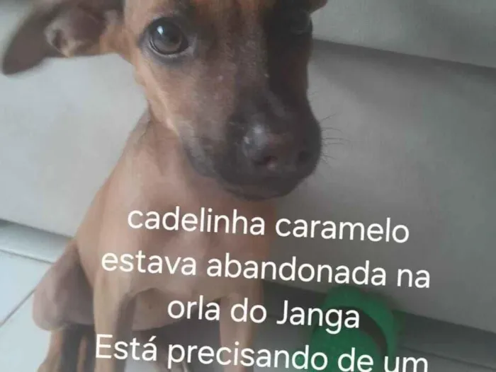 Cachorro raça SRD-ViraLata idade Abaixo de 2 meses nome Lily