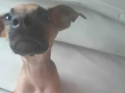 Cachorro raça SRD-ViraLata idade Abaixo de 2 meses nome Lily