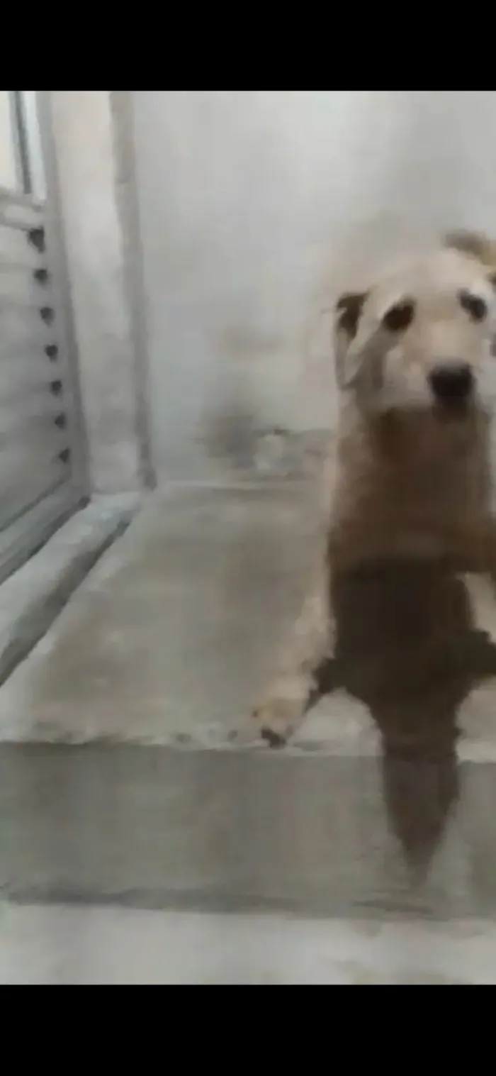 Cachorro raça SRD-ViraLata idade 3 anos nome Theo