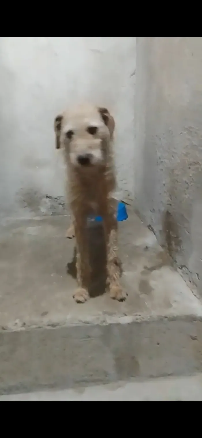 Cachorro raça SRD-ViraLata idade 3 anos nome Theo