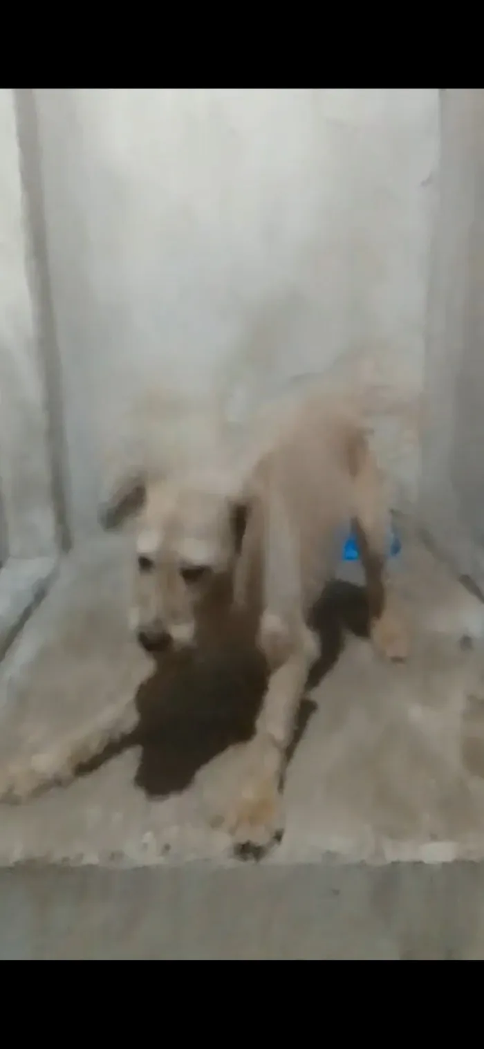 Cachorro raça SRD-ViraLata idade 3 anos nome Theo