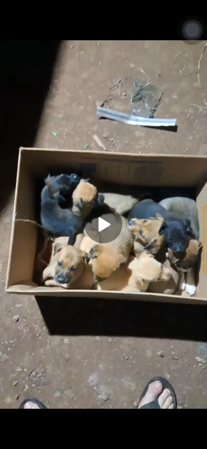 Cachorro raça SRD-ViraLata idade Abaixo de 2 meses nome Não tem nomes 