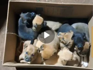 Cachorro raça SRD-ViraLata idade Abaixo de 2 meses nome Não tem nomes 