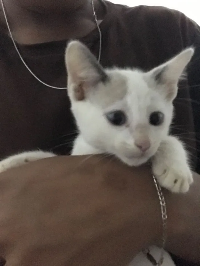 Gato raça Siamês idade 2 a 6 meses nome Seu nome