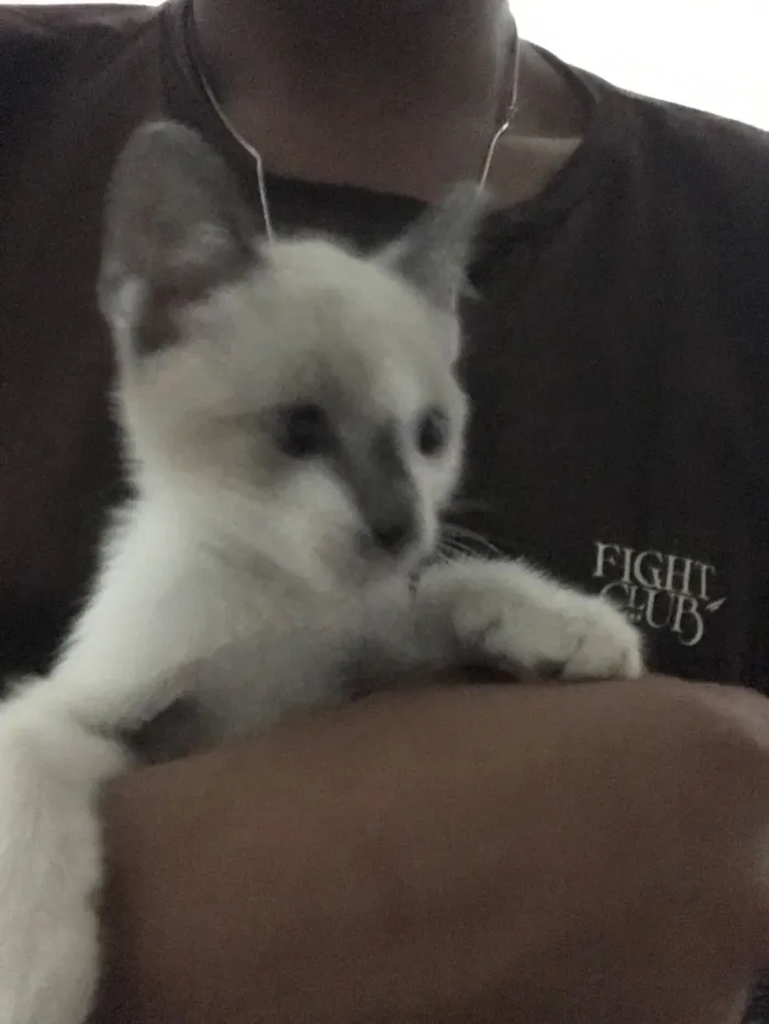 Gato raça Siamês idade 2 a 6 meses nome Seu nome 