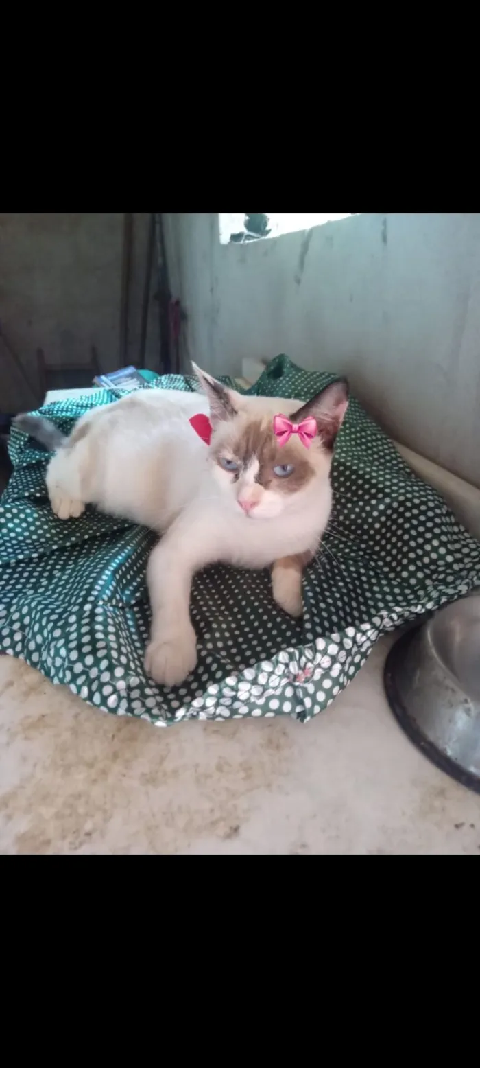 Gato raça SRD-ViraLata idade 7 a 11 meses nome Estrela