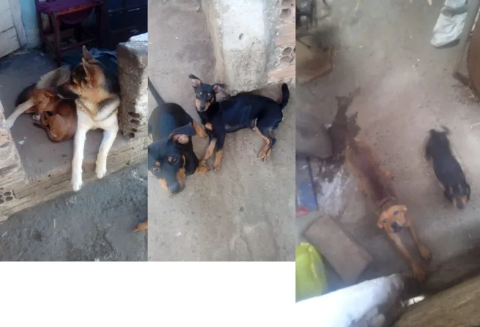 Cachorro raça SRD-ViraLata idade 7 a 11 meses nome Paçoca/ Coca cola 
