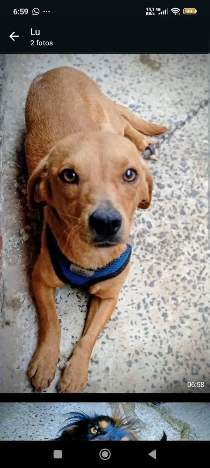 Cachorro raça SRD-ViraLata idade 2 a 6 meses nome Thor e zeus