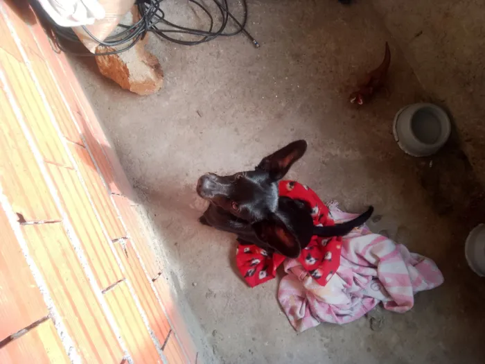 Cachorro raça São Bernardo idade 7 a 11 meses nome Zeca