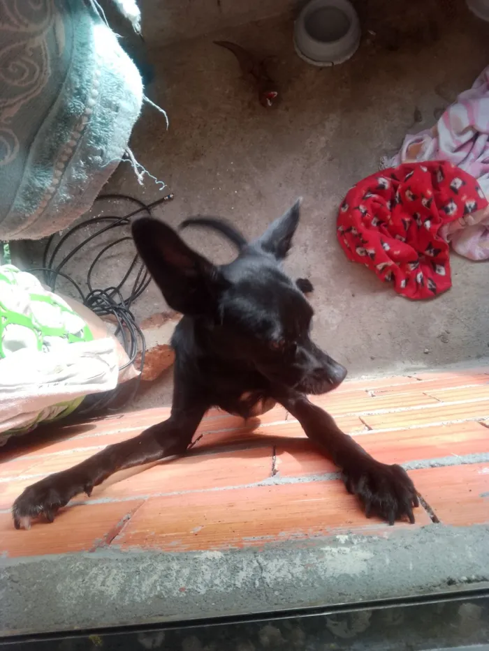 Cachorro raça São Bernardo idade 7 a 11 meses nome Zeca