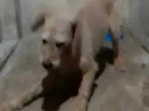 Cachorro raça SRD-ViraLata idade 3 anos nome Theo