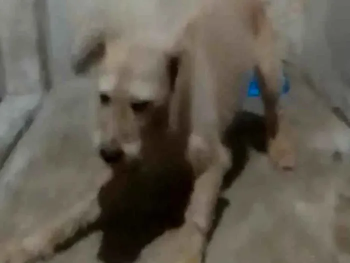 Cachorro raça SRD-ViraLata idade 3 anos nome Theo